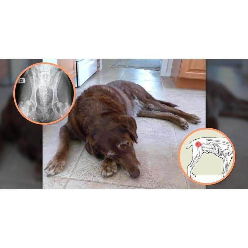 Glucosamine for Dogs with MSM & Ascorbic Acid B417