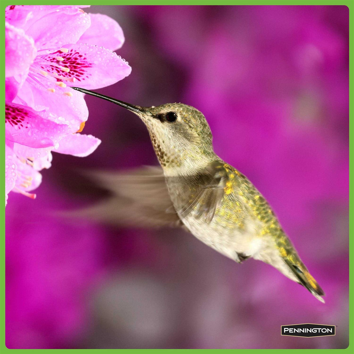 Hummingbird Food No Artificial Dye M9829