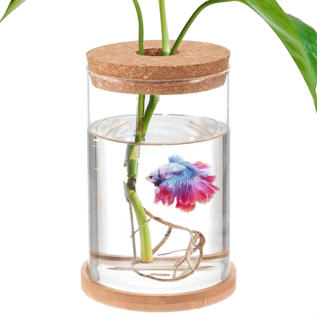 Betta Fish Tank Glass Aquaponic Fish Tank S851