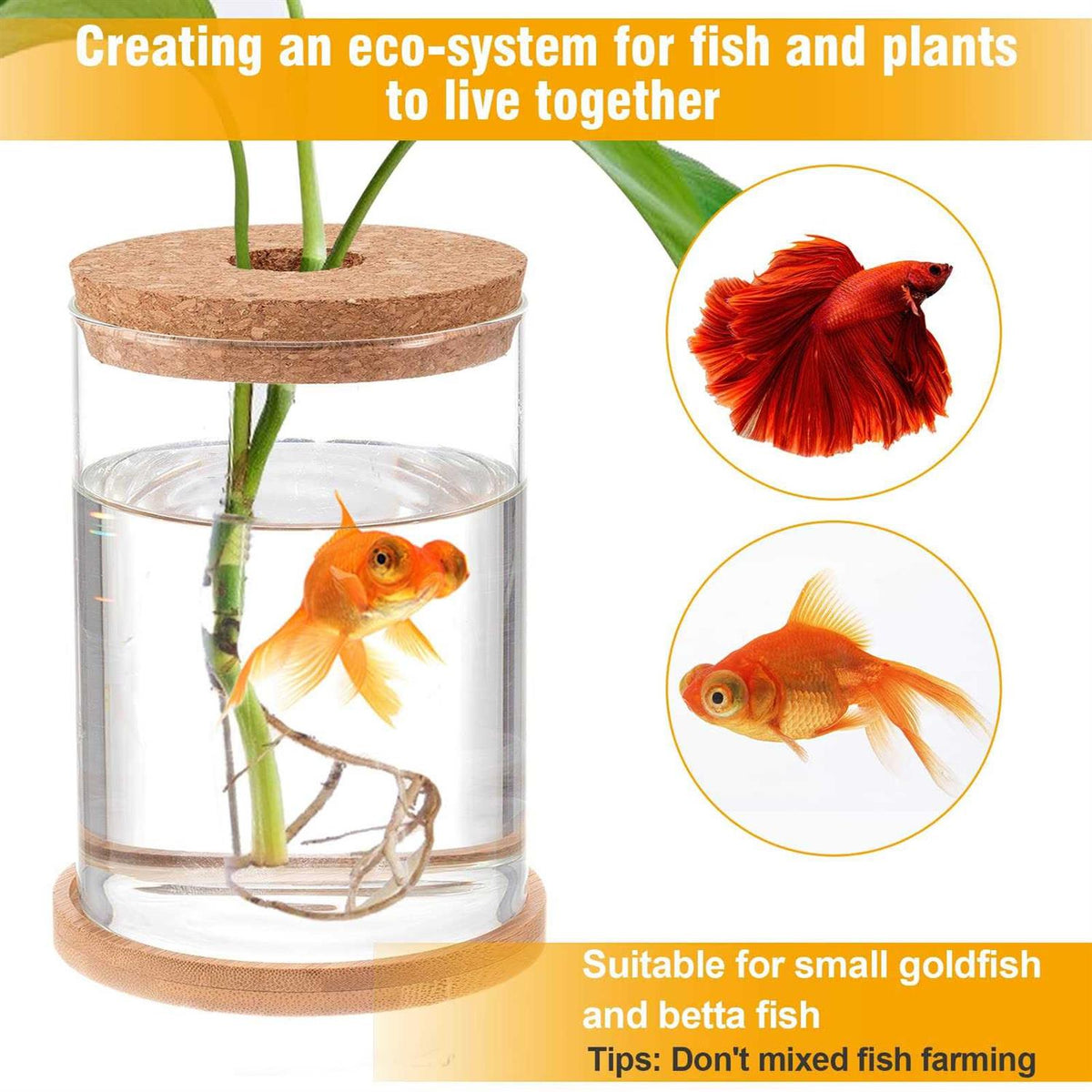 Betta Fish Tank Glass Aquaponic Fish Tank S851